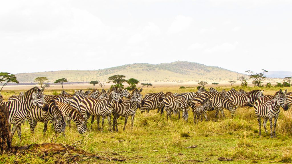 Tanzania travel destination