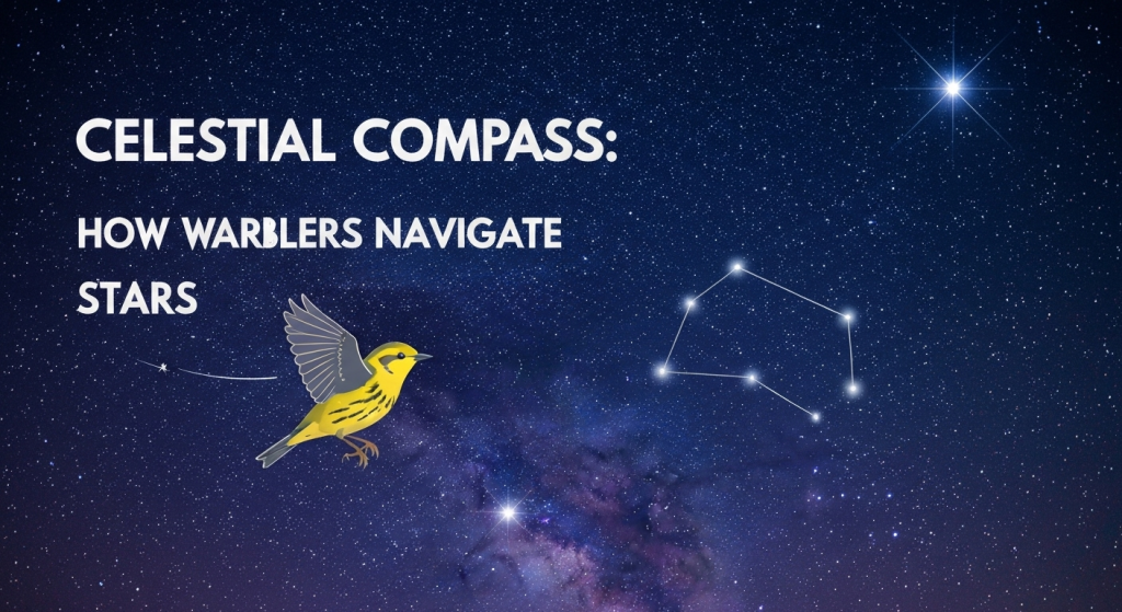 Celestial Compass: How Migrating Warblers Use the Stars to Navigate