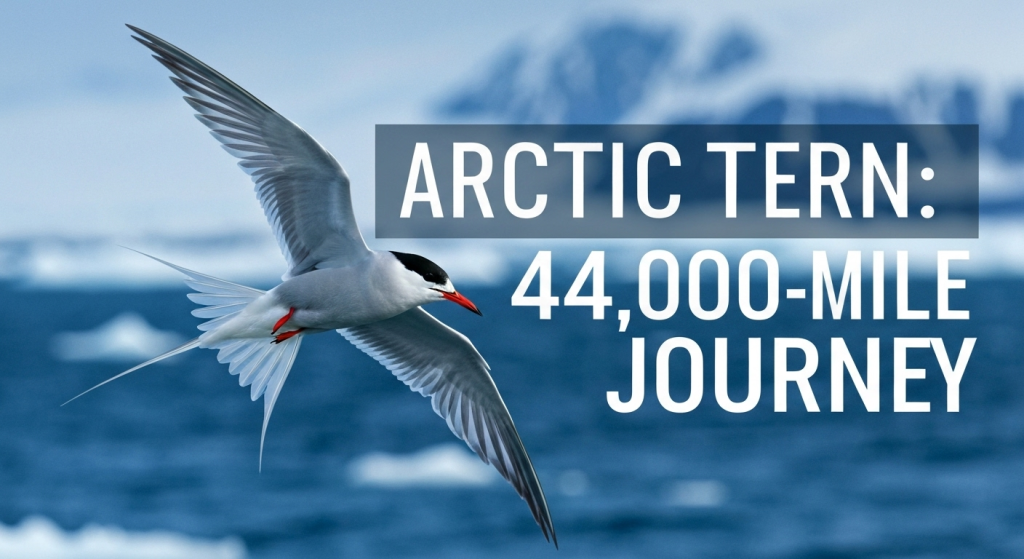 Ultimate Marathon: How Arctic Terns Navigate a 44,000-Mile Global Journey